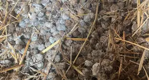 Rabbit Manure 50kg
