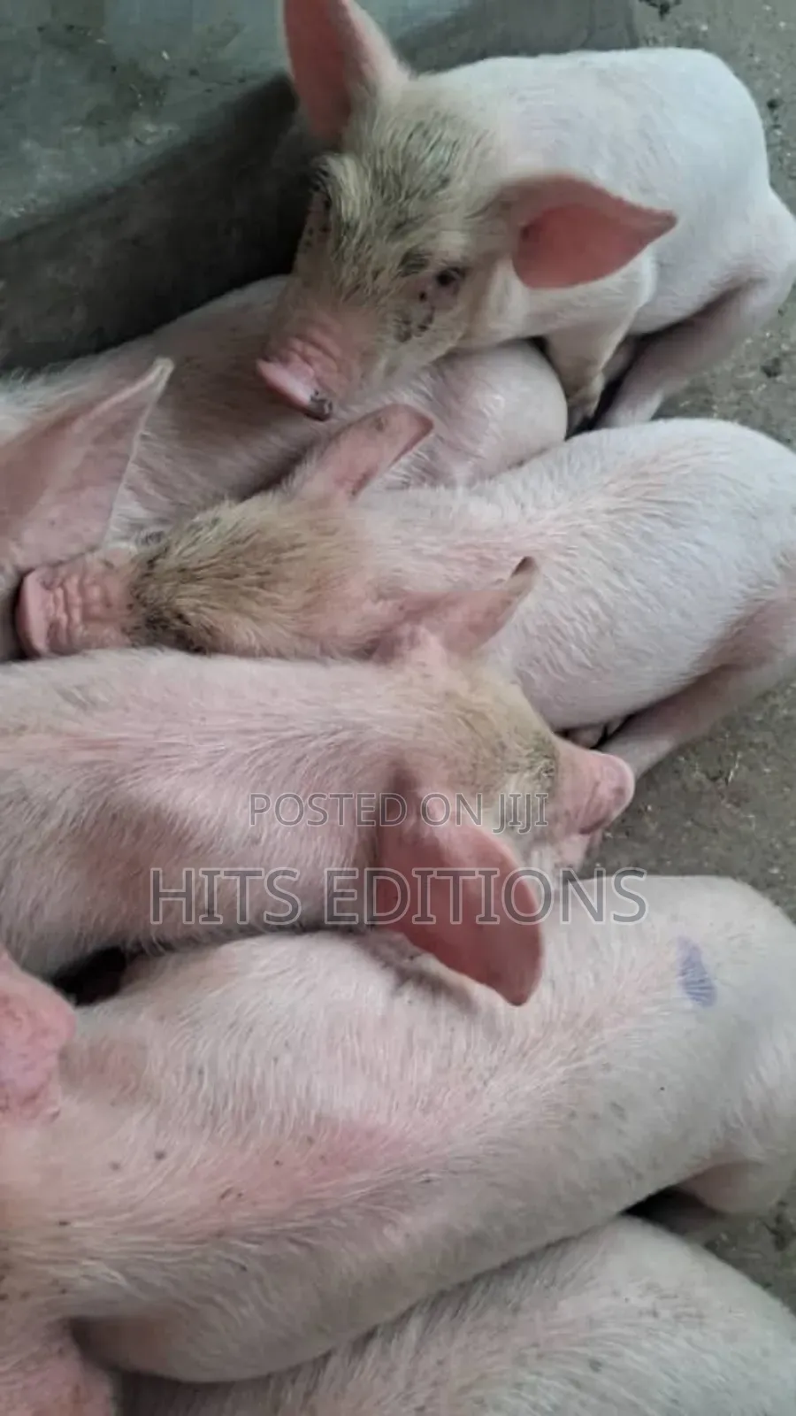 Combrough Piglets