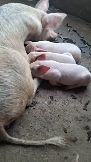 Combrough Piglets