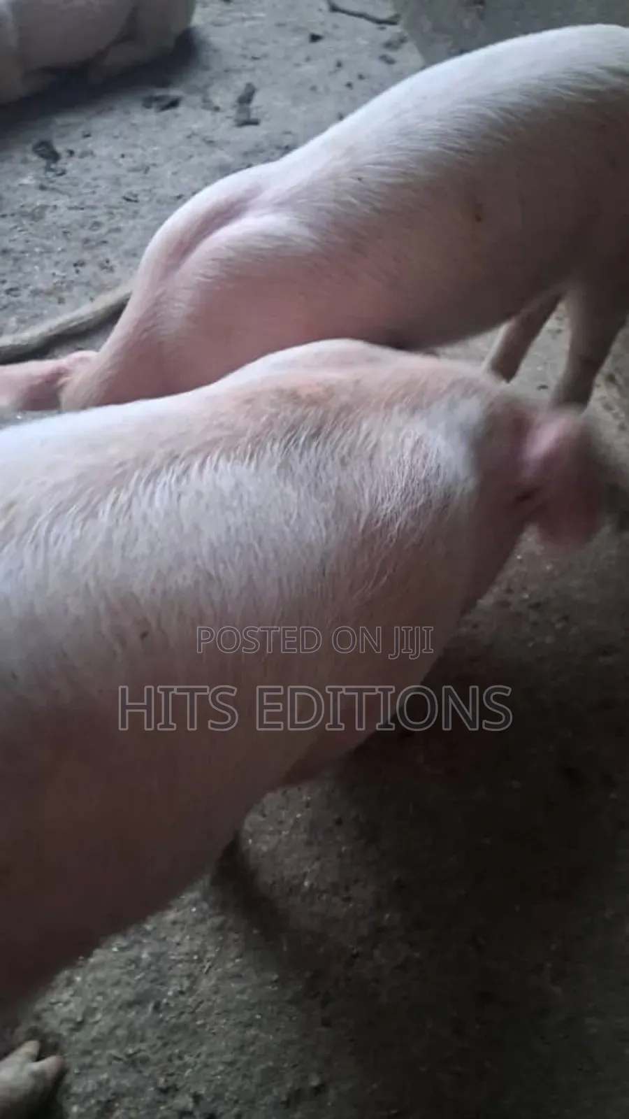 Combrough Piglets