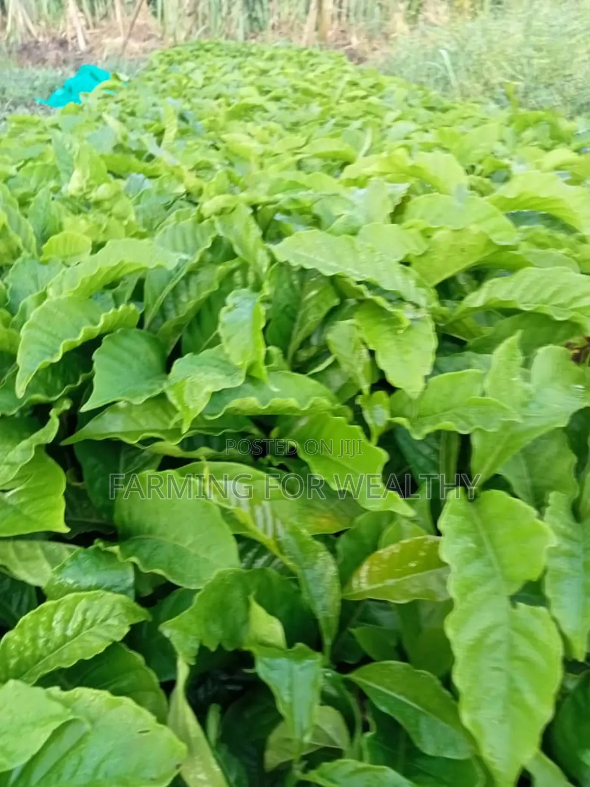 Cwdrcoffee Seedling
