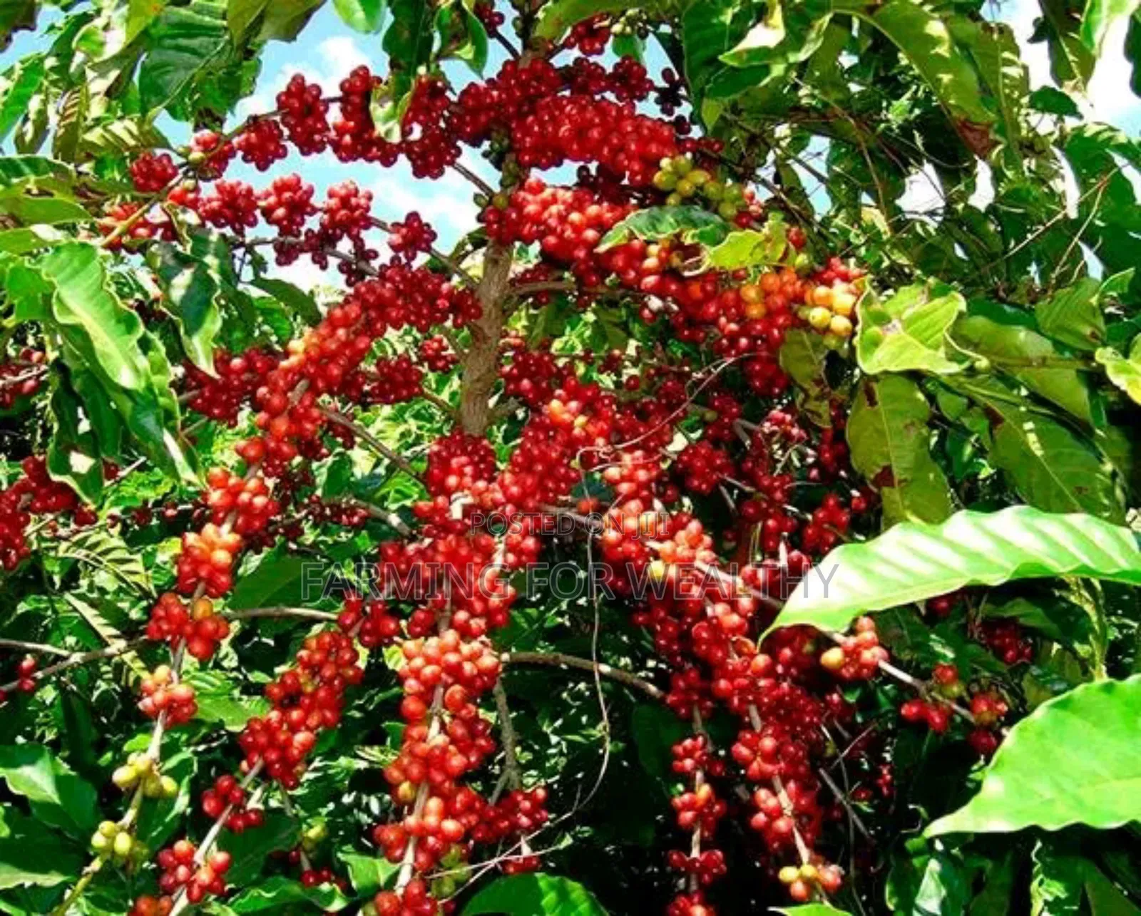 Cwdrcoffee Seedling