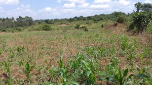 Farmand for Sale