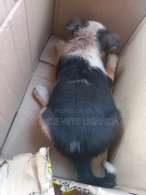 1-3 months Male Mixed Breed German Shepherd
