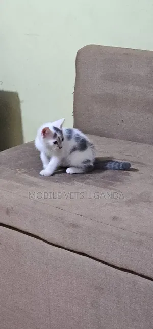 0-1 month Female Purebred American Bobtail