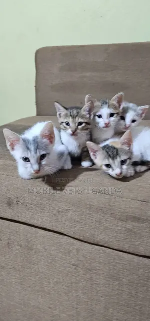 1-3 months Male Purebred American Wirehair