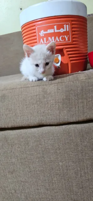 1-3 months Female Purebred American Bobtail