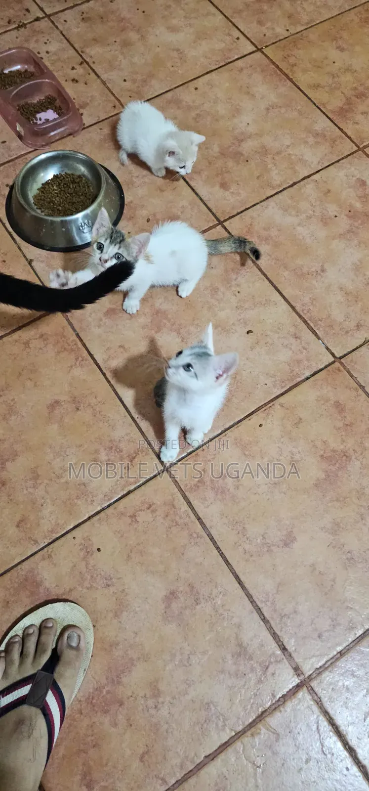 1-3 months Female Purebred Bombay