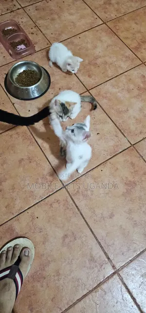 1-3 months Female Purebred American Shorthair