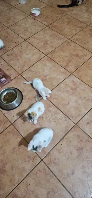 1-3 months Male Purebred American Bobtail