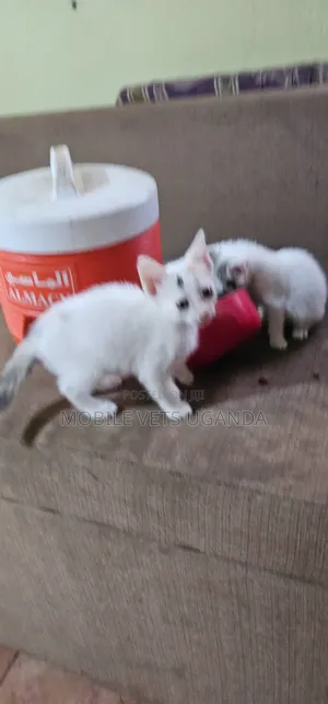 1-3 months Female Purebred American Curl
