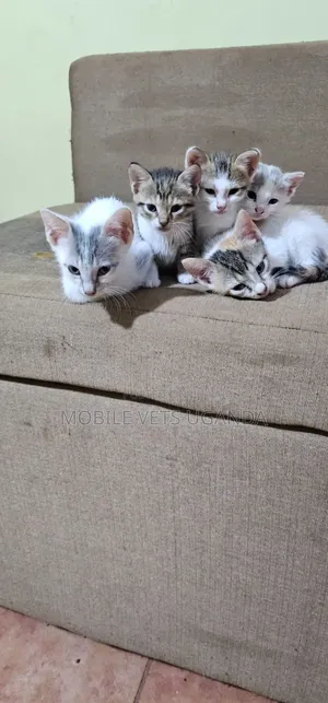 0-1 month Male Purebred Ragdoll