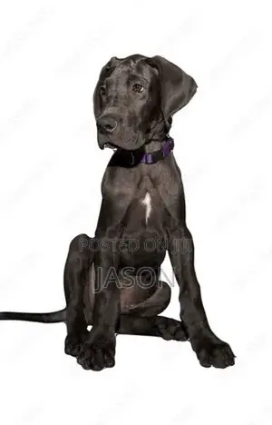 3-6 months Male Purebred Great Dane