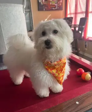 3-6 months Female Purebred Maltese