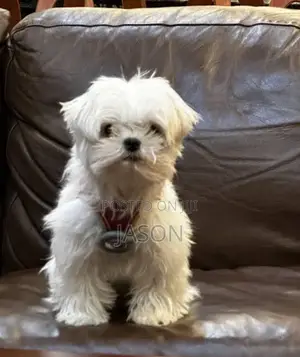 1-3 months Female Purebred Maltese