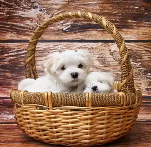 1-3 months Male Purebred Maltese
