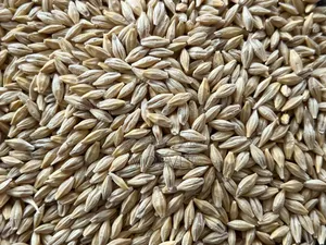 Barley Seeds