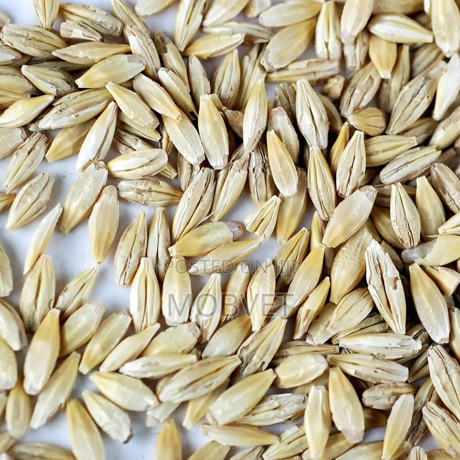 Barley Seeds
