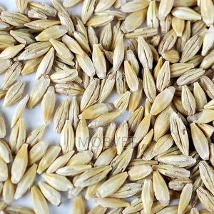 Barley Seeds