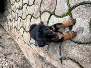 1-3 months Female Purebred Rottweiler