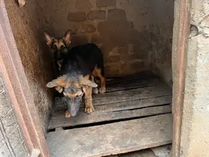 1-3 months Male Purebred German Shepherd