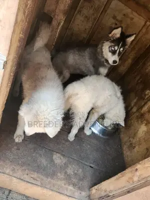 1-3 months Male Purebred Siberian Husky
