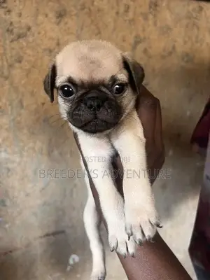 1-3 months Male Purebred Pug