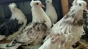 Saddle Frillback Parent Pair