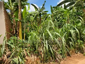 Land for Sale: 32 Decimals at Makerere Near MBI