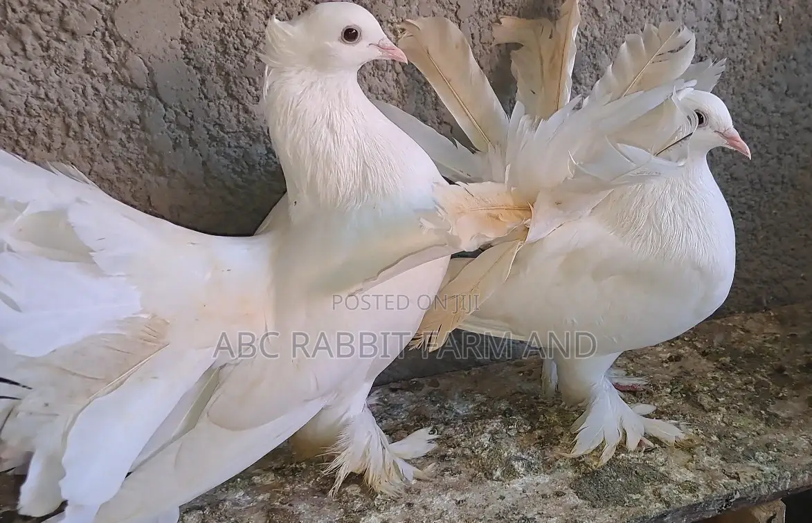 Fantail Pigeons Parent Pair