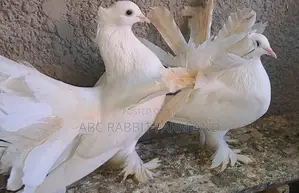 Fantail Pigeons Parent Pair