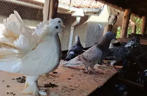Fantail Pigeons Parent Pair