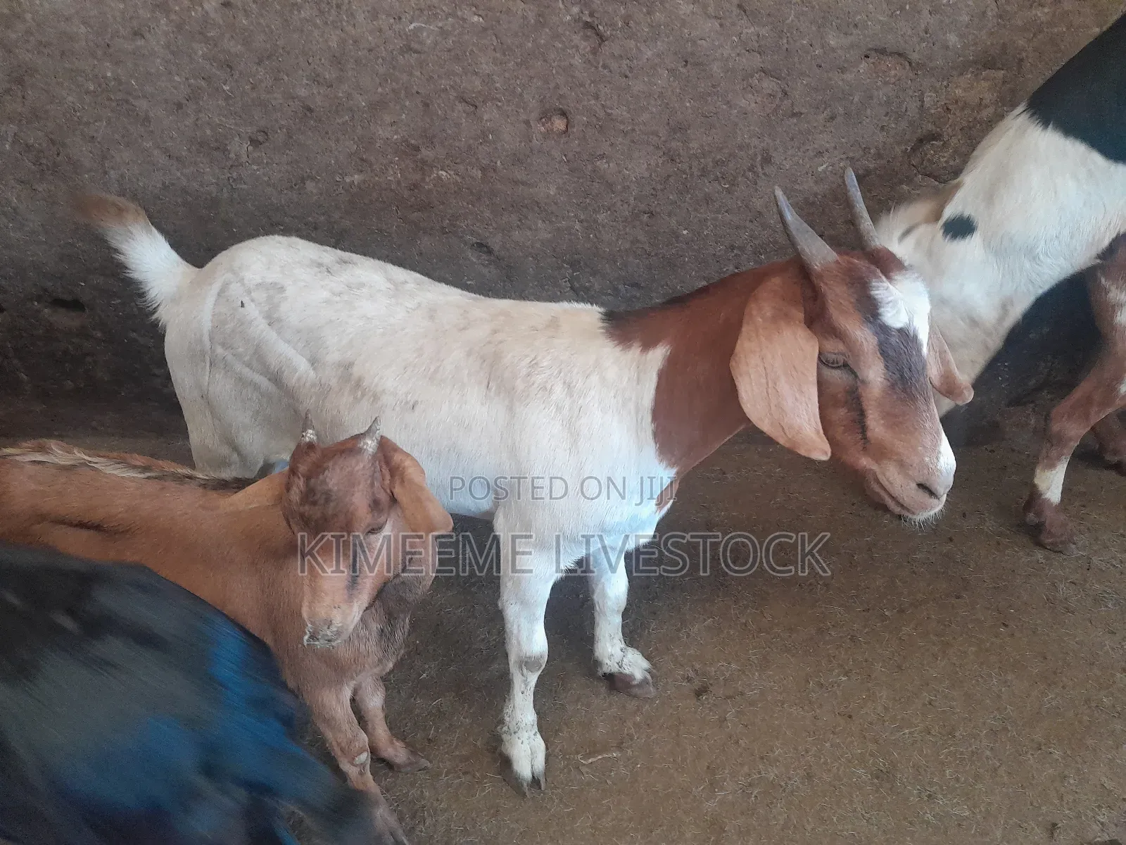Boer Goats Available in Kampala Central Division