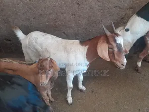 Boer Goats Available in Kampala Central Division