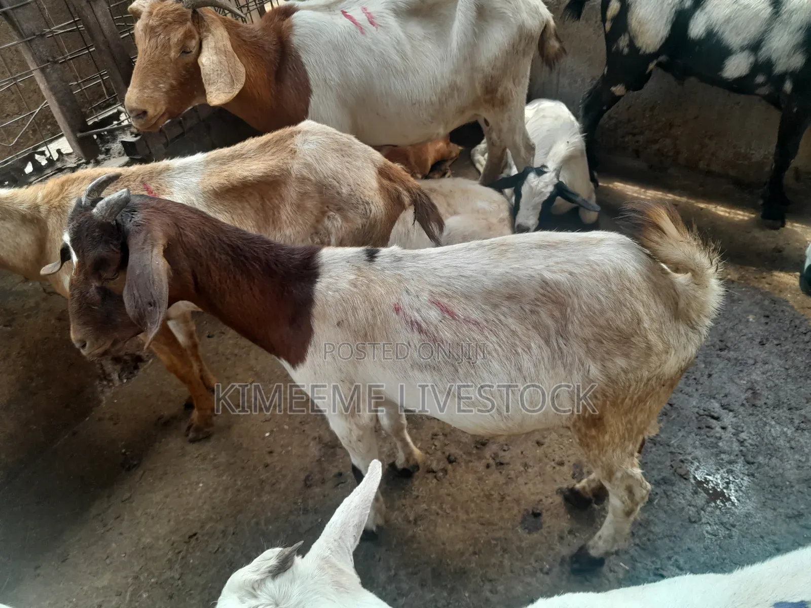 Boer Goats Available in Kampala Central Division