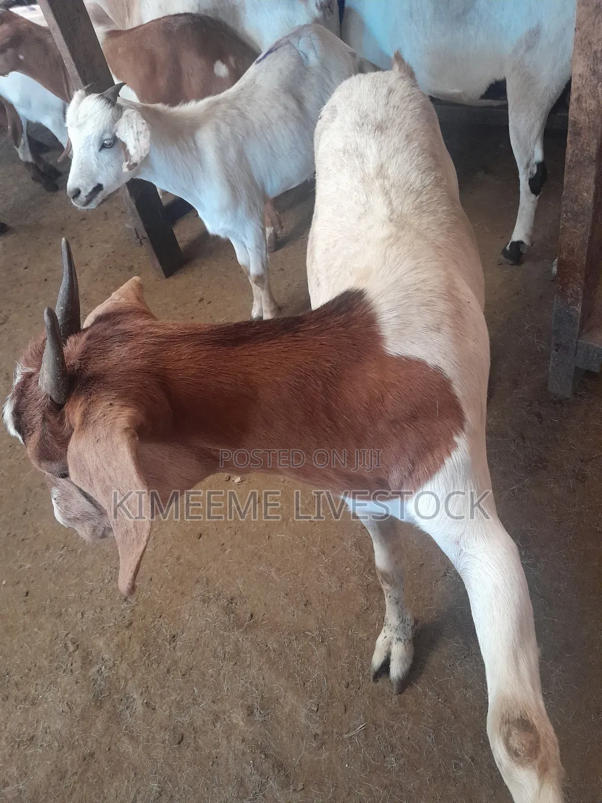 Boer Goats Available in Kampala Central Division