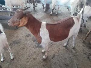Boer Goats Available in Kampala Central Division