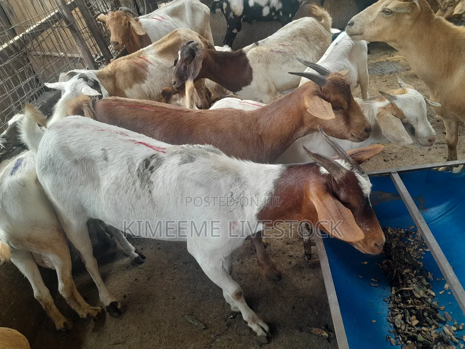 Boer Goats Available in Kampala Central Division