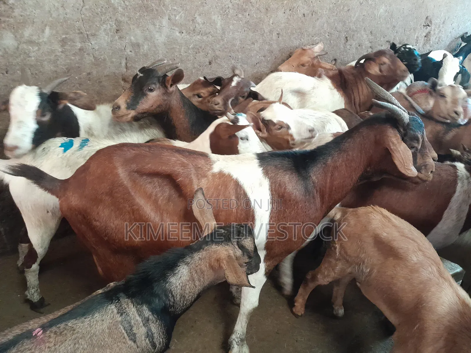 Boer Goats Available in Kampala Central Division