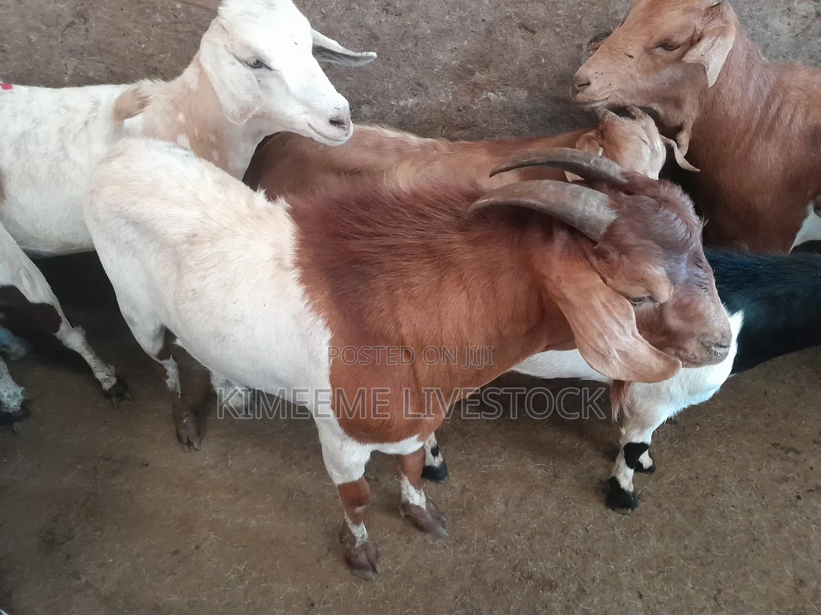 Boer Goats Available in Kampala Central Division