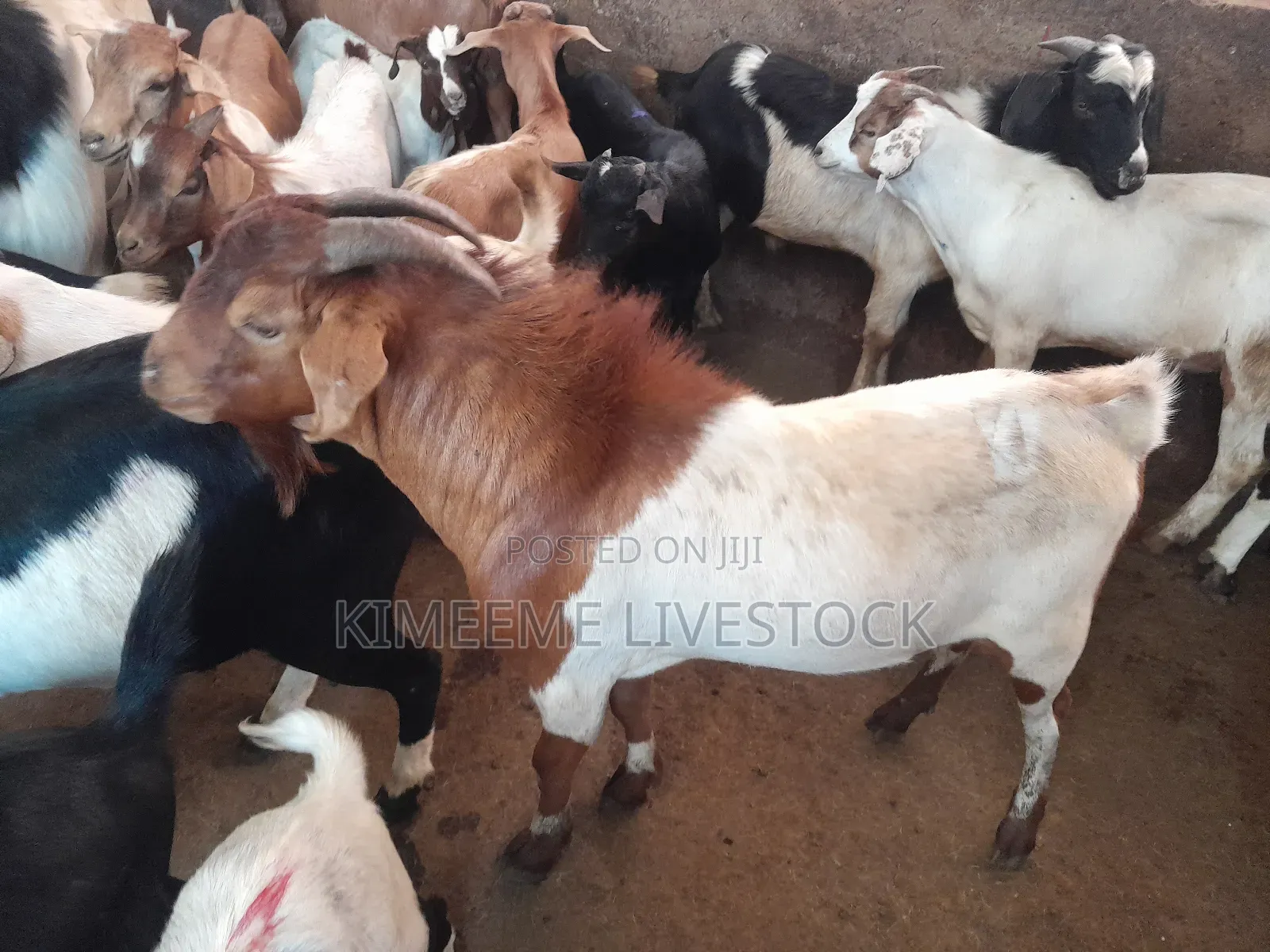 Boer Goats Available in Kampala Central Division