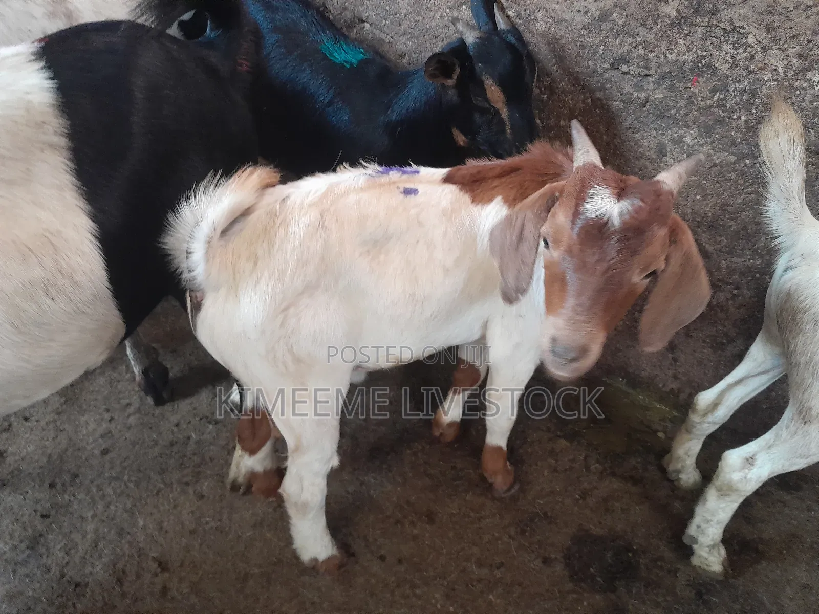 Boer Goats Available in Kampala Central Division