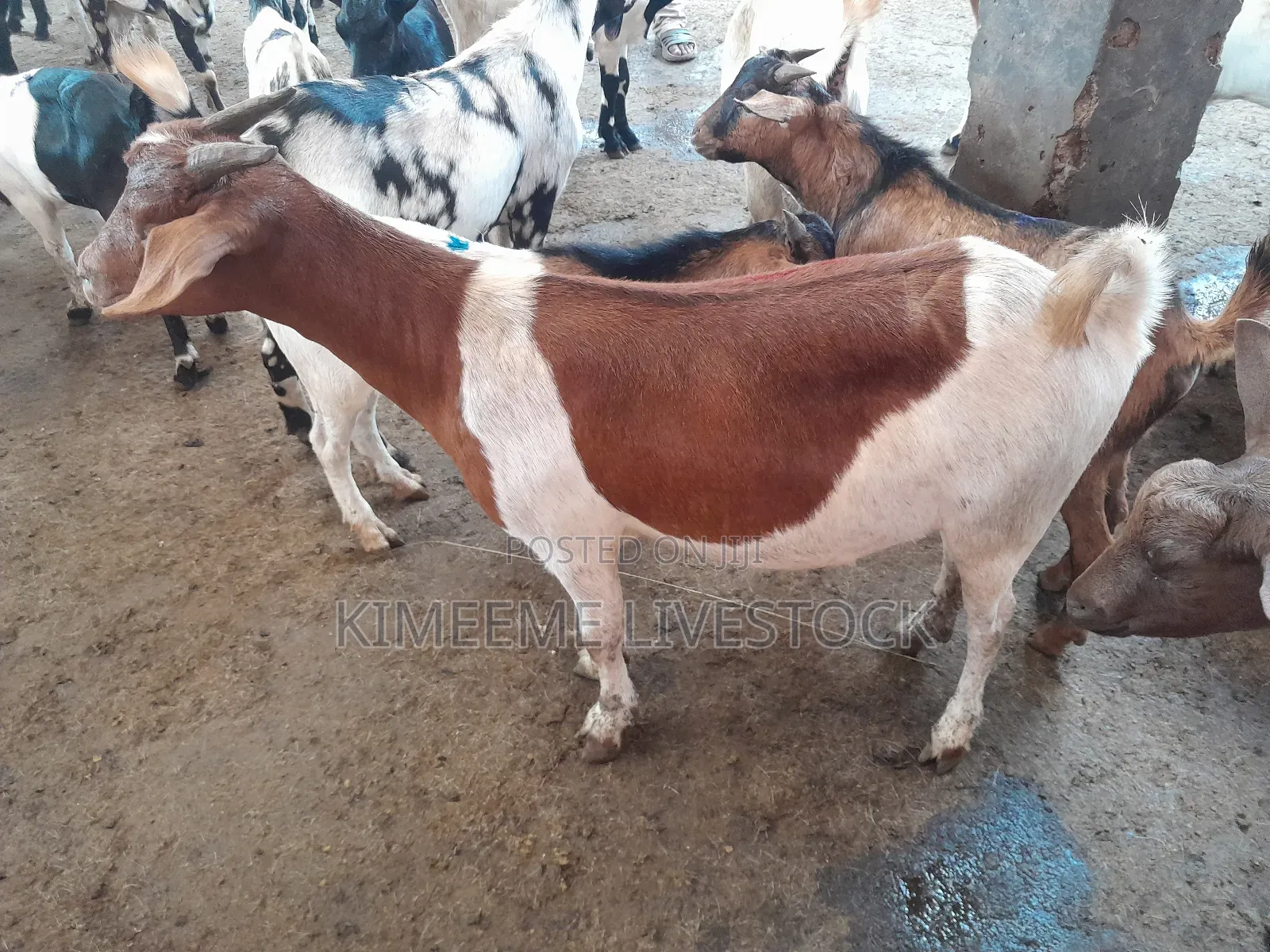Boer Goats Available in Kampala Central Division