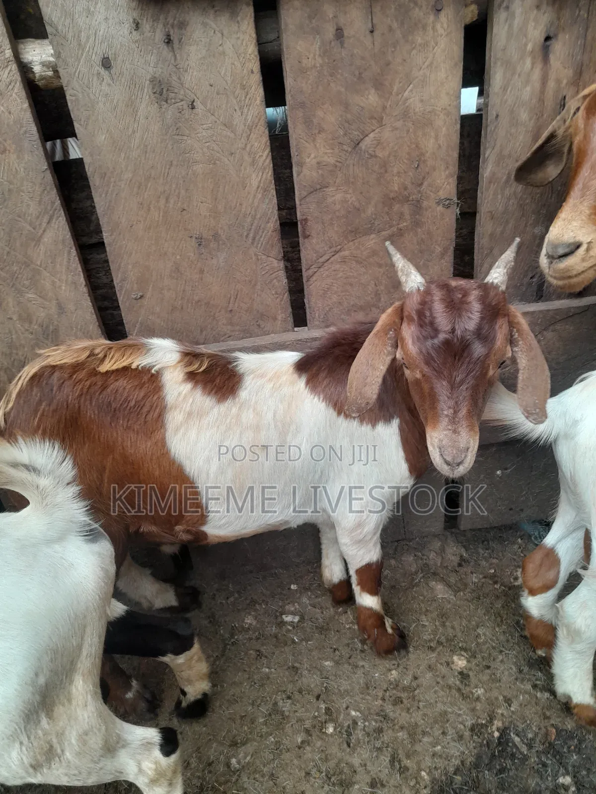 Boer Goats Available in Kampala Central Division
