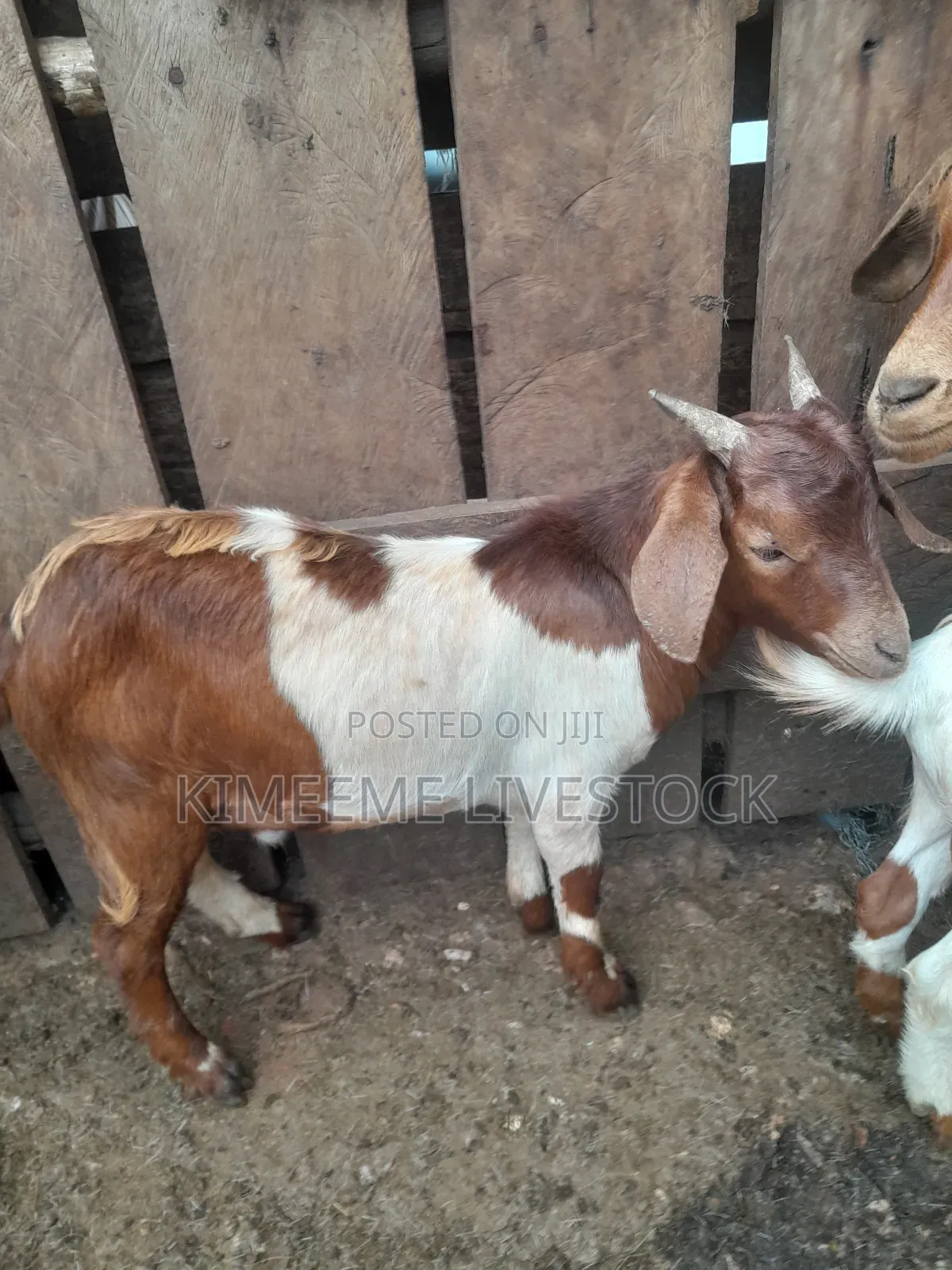 Boer Goats Available in Kampala Central Division