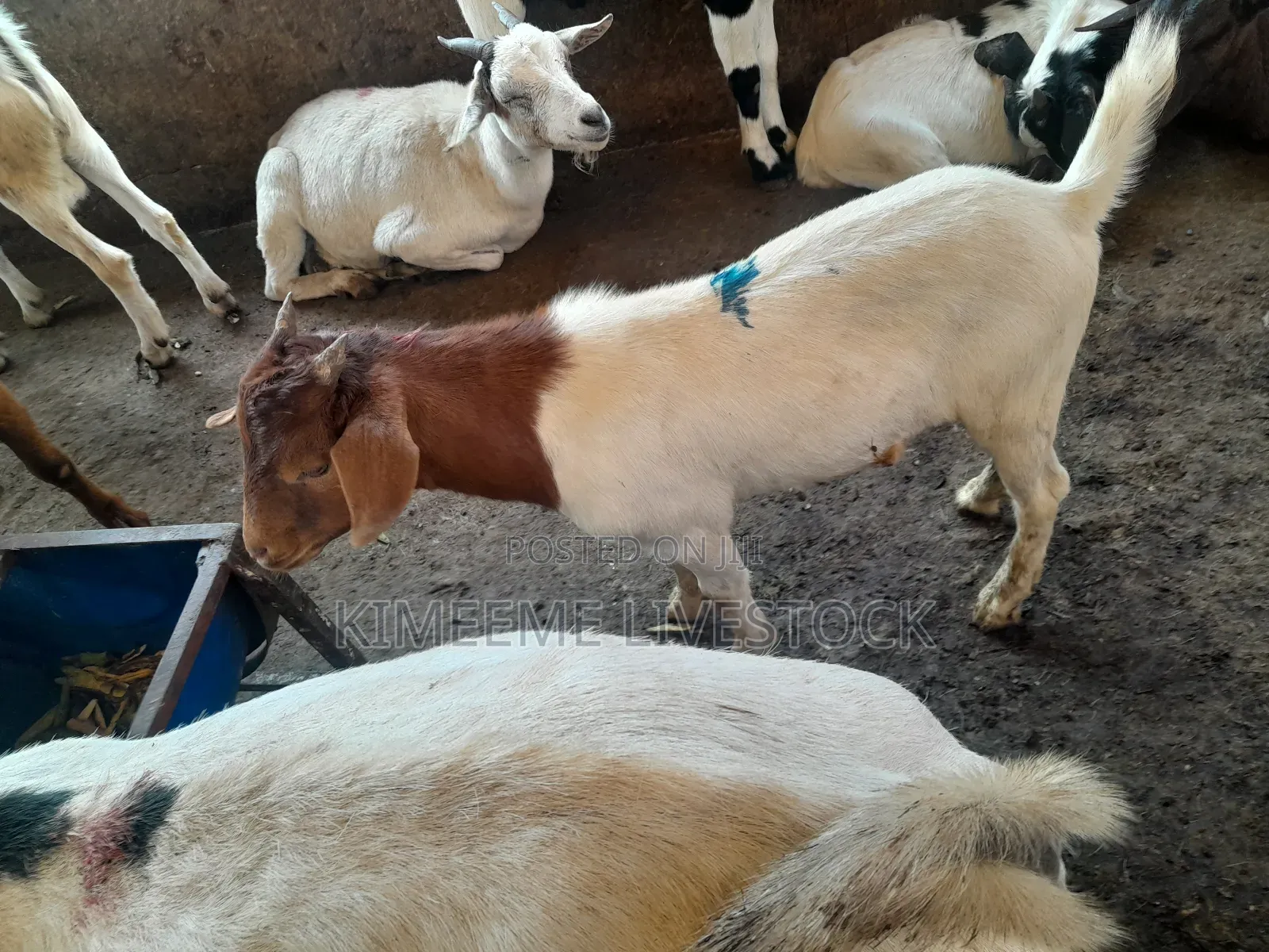 Boer Goats Available in Kampala Central Division