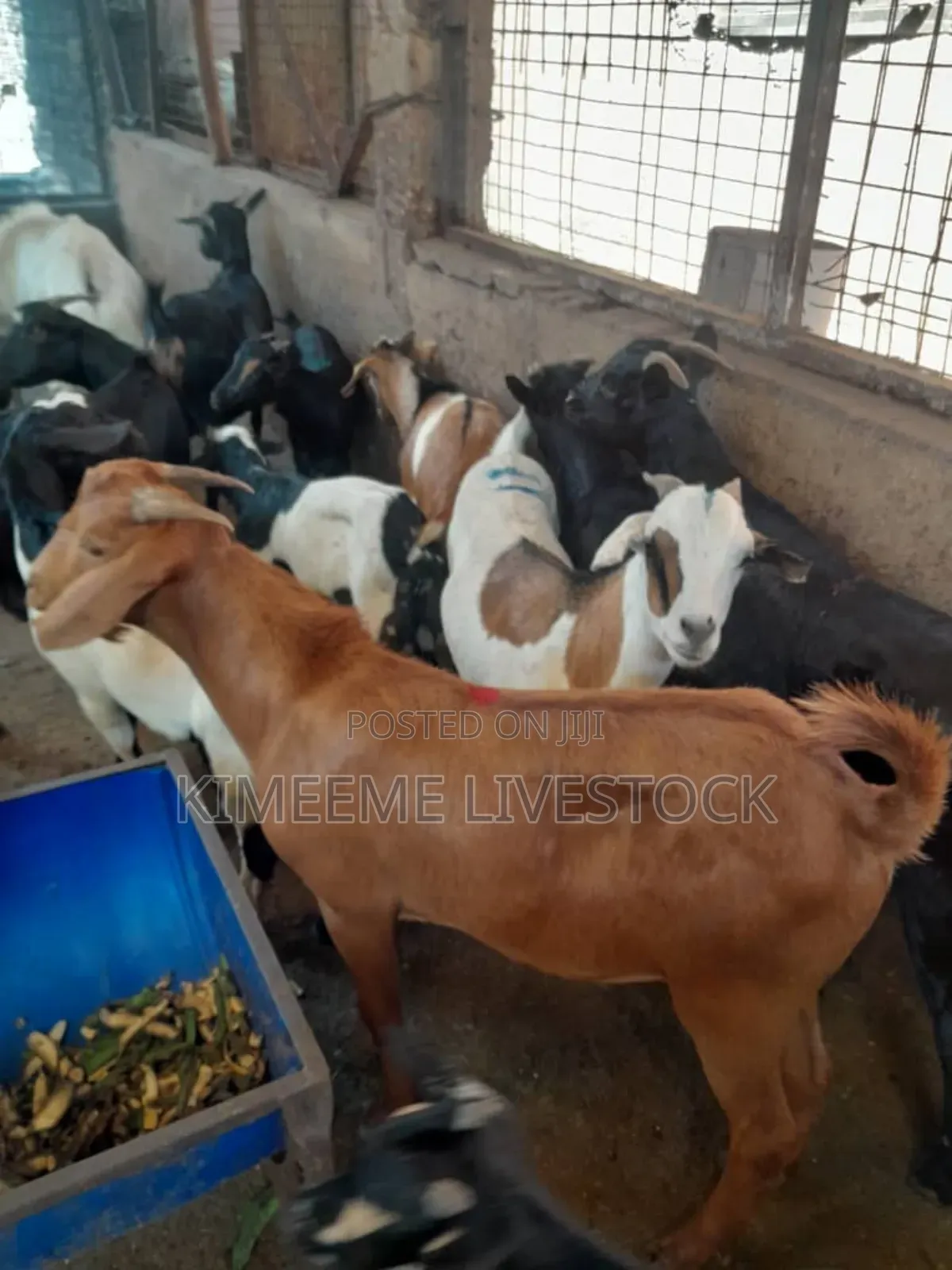 Boer Goats Available in Kampala Central Division
