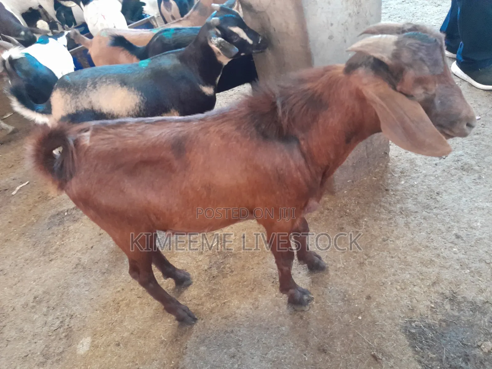 Boer Goats Available in Kampala Central Division