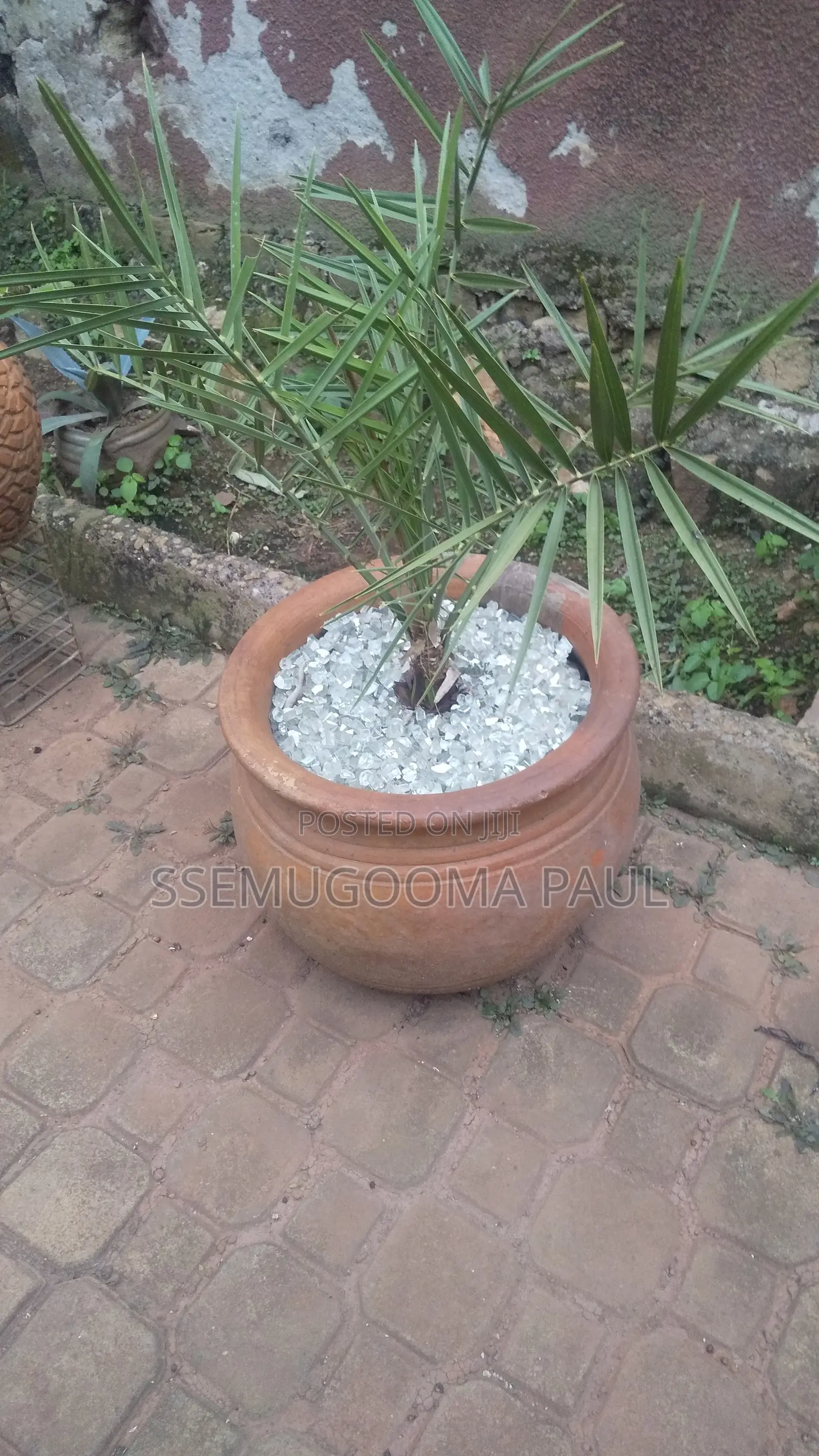 Dates-Seedlings