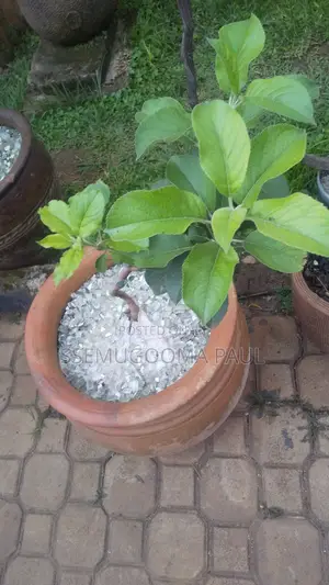 Wambugu Apple Seedlings